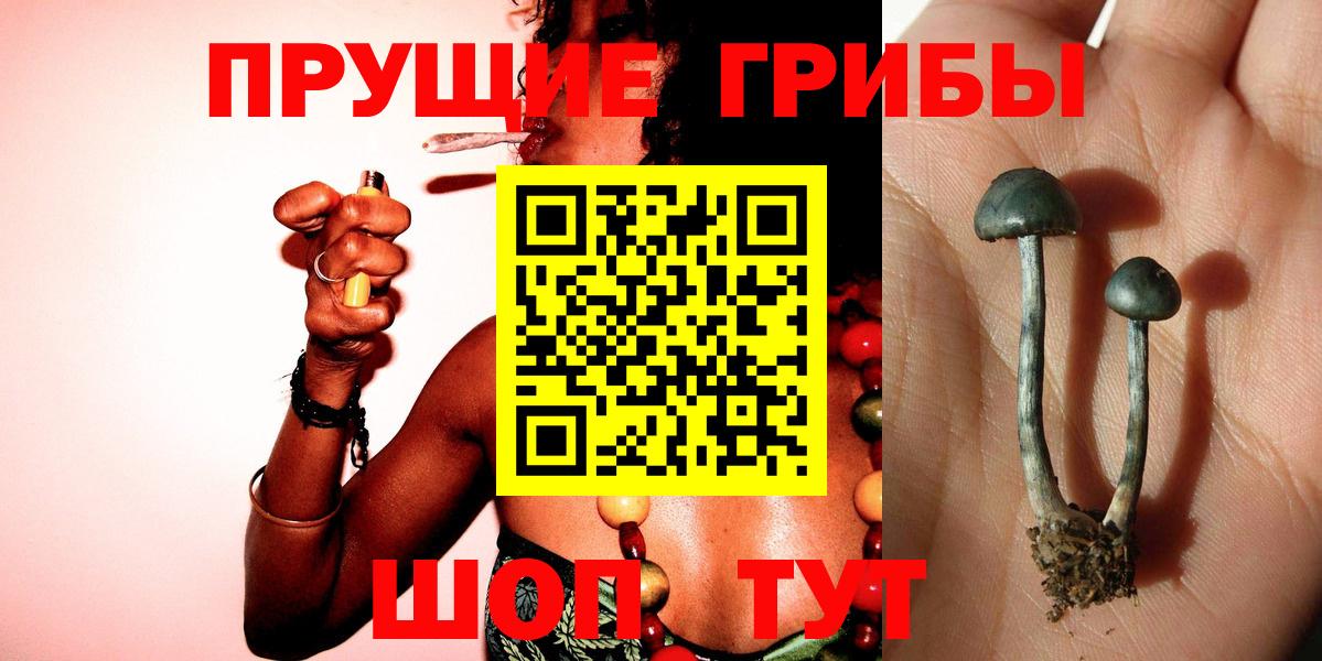 Галлюциногенные грибы Psilocybine cubensis Асбест